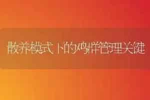 散养模式下的鸡群管理关键
