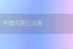 种草养鹅五注意