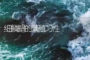 细鳞鲳的繁殖习性