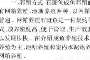 石斑成鱼养殖技术