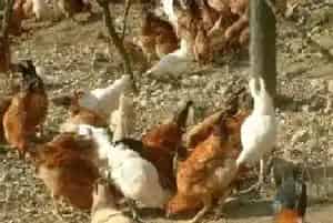 土鸡育肥期的饲养管理7个要点