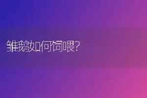 雏鹅如何饲喂?