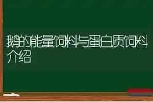 鹅的能量饲料与蛋白质饲料介绍
