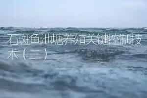 石斑鱼池塘养殖关键控制技术(三)