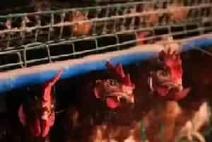 夏季养鸡五个要点分析