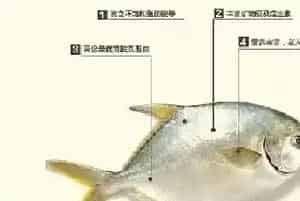 守得云开见月明,北部湾金鲳养殖迎来好收成！