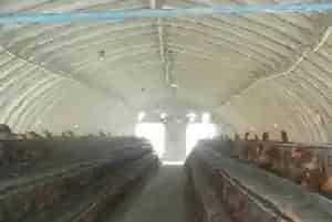 鸡舍怎么建设 如何建设好鸡舍？