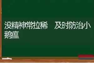 没精神常拉稀 及时防治小鹅瘟