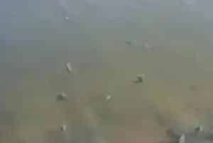 连续闷热低气压天气海参怎么受得了
