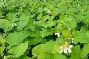 秋季养鸡秘诀：鱼腥草加金荞麦去除鸡病的方法