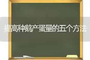 提高种鹅产蛋量的五个方法