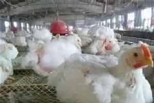 白羽肉鸡饲养与管理技巧