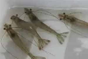 南美白虾苗期的管理方法 白虾苗怎么培育