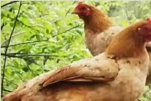 高温季节散养柴鸡注意事项