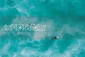 如何采收鲍鱼?