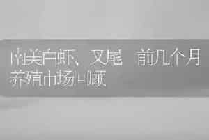 南美白虾、叉尾鮰前几个月养殖市场回顾