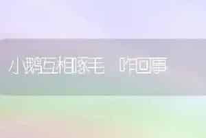 小鹅互相啄毛 咋回事