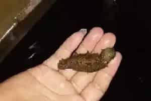 海参越冬保苗常见病症及解决方法