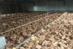 散养雏鸡养殖环境