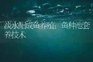 淡水鲳成鱼养殖：鱼种池套养技术