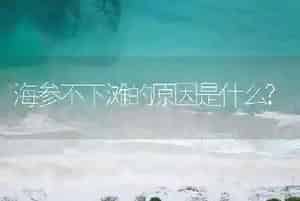 海参不下滩的原因是什么?