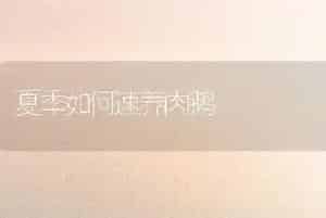 夏季如何速养肉鹅