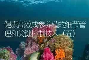 健康高效成参养殖的细节管理和关键控制技术(五)