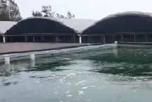 珍珠龙胆苗种价格这么高,标苗场“唯快不破”的绝技为哪般?
