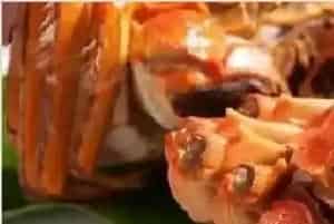 大闸蟹蟹黄黑色能吃吗？