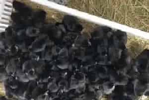 黑鸡苗怎么养殖长的好？饲养与管理方法