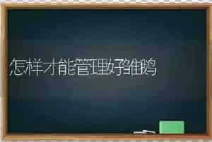 怎样才能管理好雏鹅