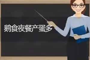 鹅食夜餐产蛋多