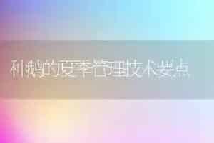 种鹅的夏季管理技术要点