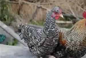如何提高芦花鸡产蛋量？