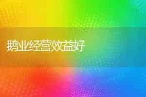 鹅业经营效益好