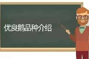 优良鹅品种介绍
