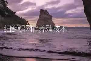 细鳞鲳网箱养殖技术