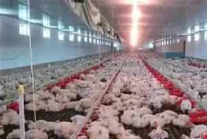 白羽肉鸡养殖注意事项及技术介绍