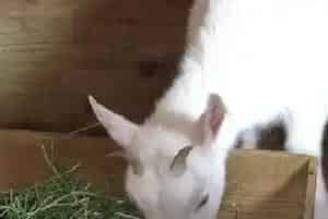 羊不吃草料怎么办？养殖户需注意这几点问题