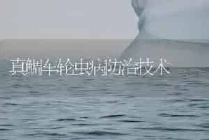 真鲷车轮虫病防治技术