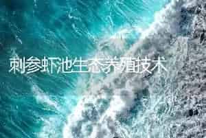 刺参虾池生态养殖技术