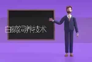 白鹅饲养技术