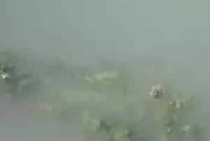 海参圈化冰期管理要点