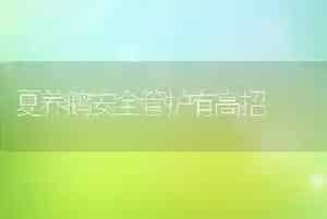 夏养鹅安全管护有高招