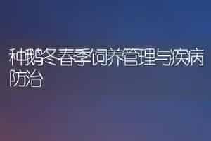种鹅冬春季饲养管理与疾病防治