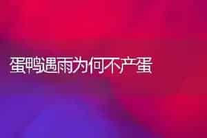 蛋鸭遇雨为何不产蛋