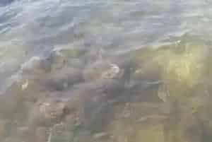 海参塘黑底烂草问题处理方案