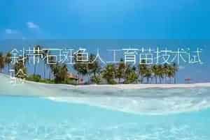 斜带石斑鱼人工育苗技术试验