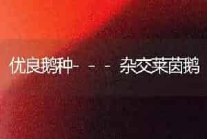 优良鹅种---杂交莱茵鹅