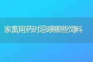家畜用药时忌喂哪些饲料